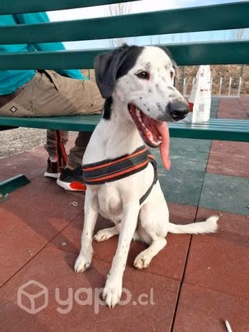 Snoopy perro de 2 años aprox