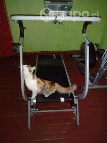 Caminadora bianchi