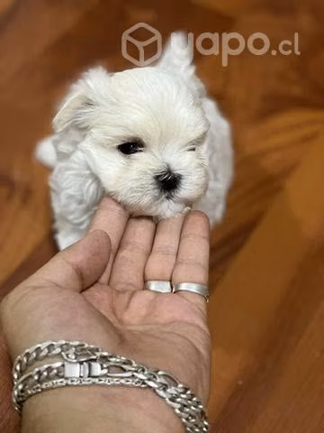 Malteses Inscritos Kcc línea americana