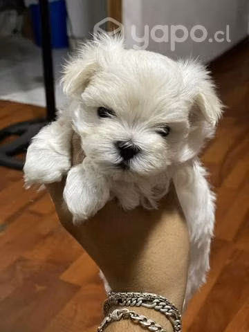 Malteses Inscritos Kcc línea americana