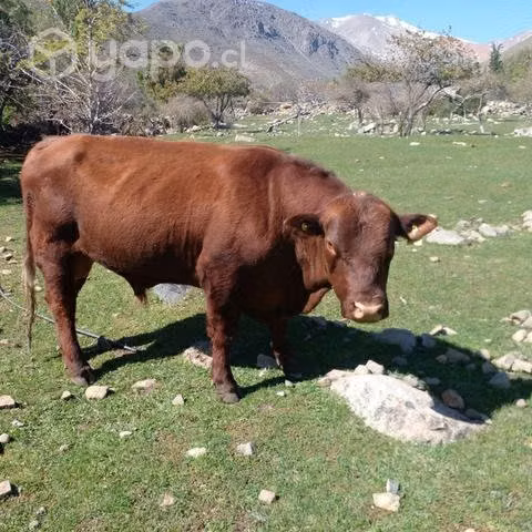 Toro Angus Rojo Fino