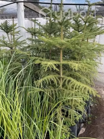 Araucaria Excelsa