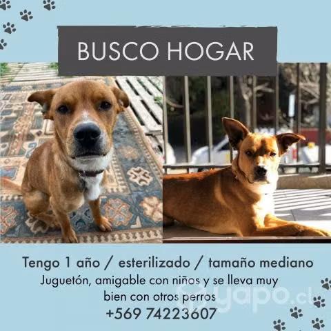 Perrito Busca Hogar