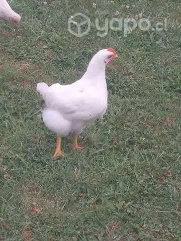 gallos Lohmann Brown de 3 y 6 meses