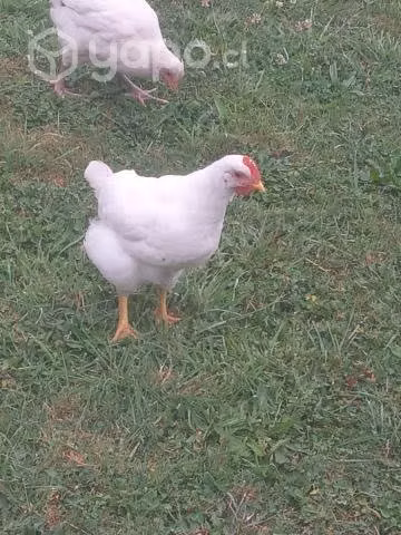 gallos Lohmann Brown de 3 y 6 meses