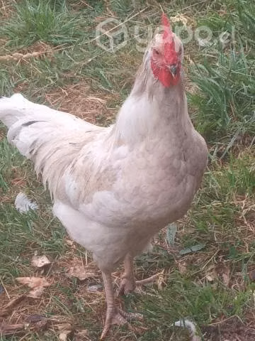 gallos Lohmann Brown de 3 y 6 meses