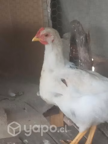 gallos Lohmann Brown de 3 y 6 meses