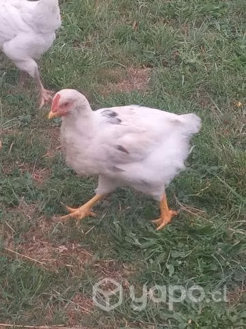 gallos Lohmann Brown de 3 y 6 meses