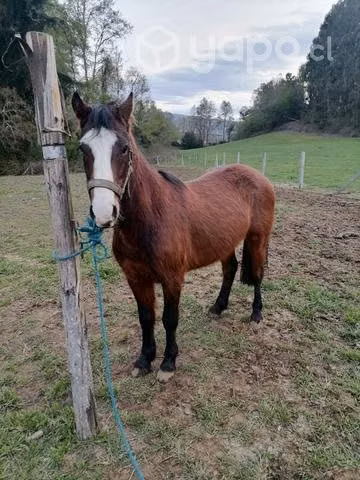 Caballito
