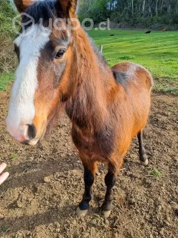 Caballito