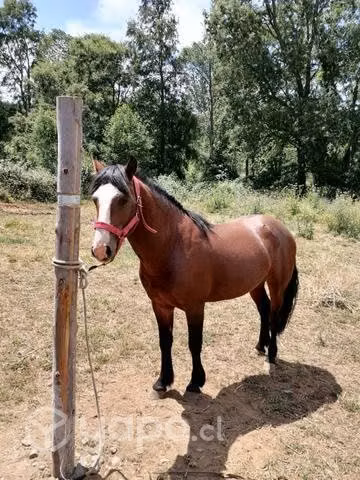 Caballito