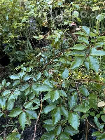 Hayas rojas y hayas verdes