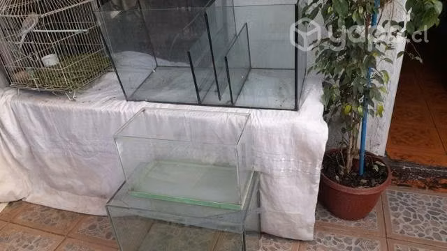 Peceras