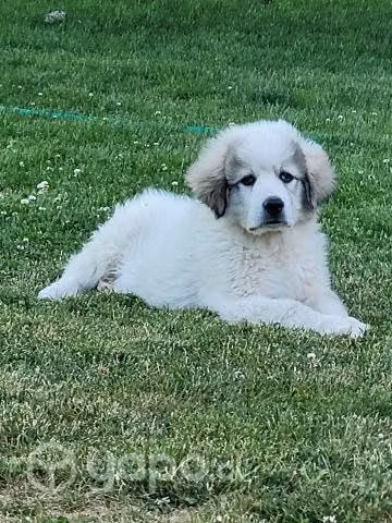 Busco cachorra gran pirineos
