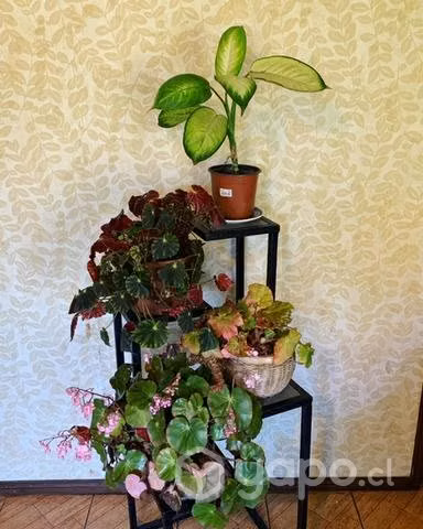 Soporte para plantas