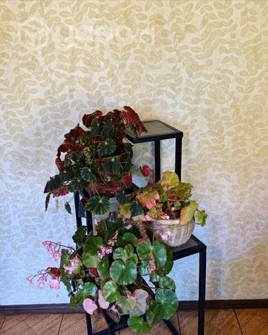 Soporte para plantas
