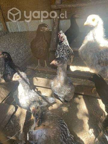 Pollos - Imagen 2