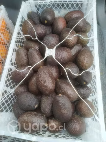 Palta hass