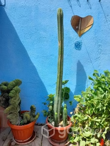 Cactus - Imagen 3
