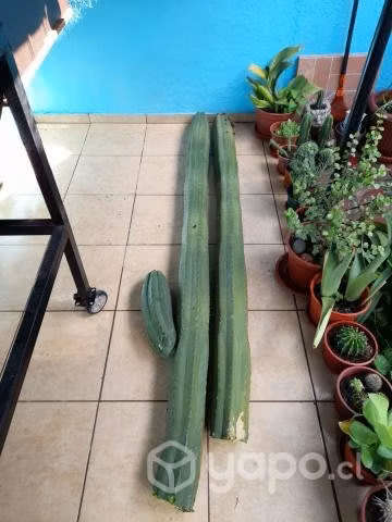 Cactus - Imagen 2