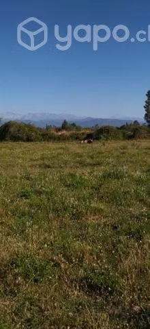Vacuno lote 10 - Imagen 2