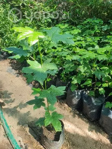 Arbol liquidambar 50 cm - Imagen 2