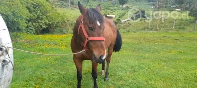 caballo - Imagen 2