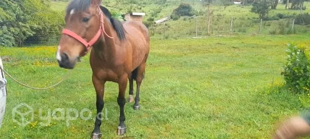 caballo - Imagen 4