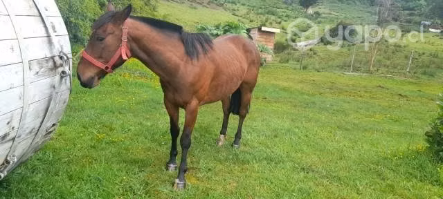 caballo