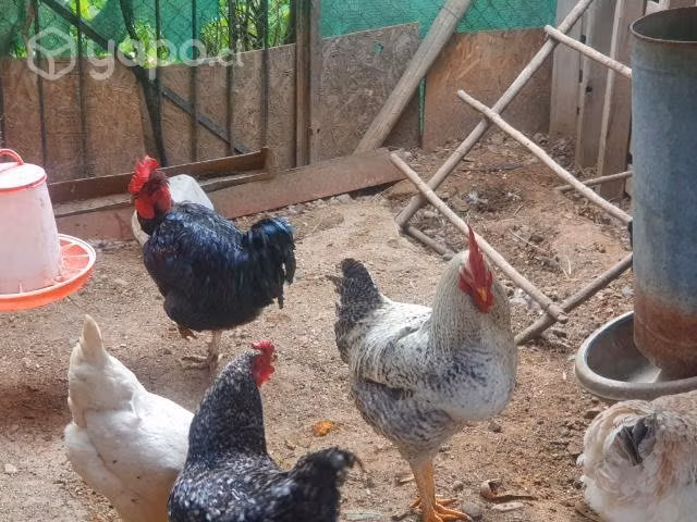 gallos