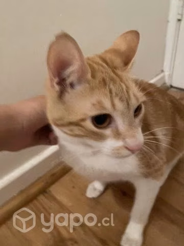 Gatita en adopción - Imagen 3