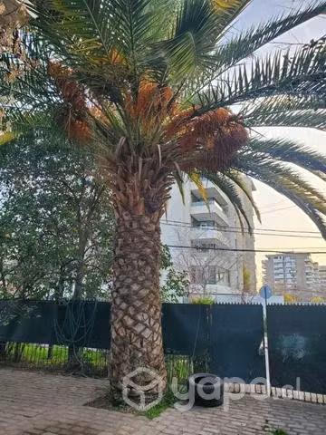 Palmera