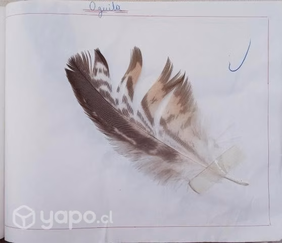 Muestrario De Plumas De 20 Aves Trabajo Escolar