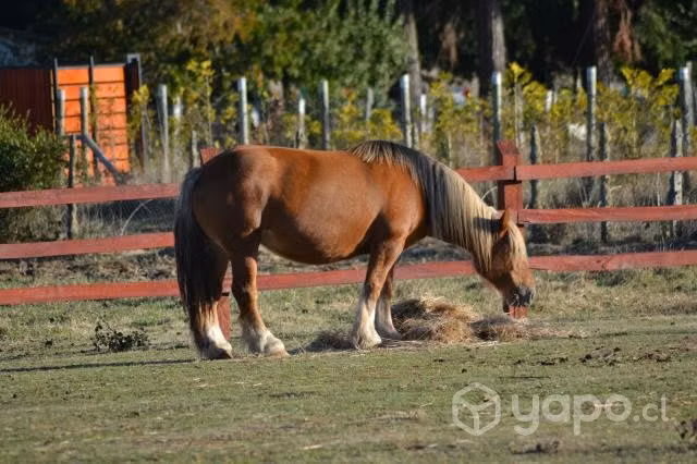 Yegua Belga Ardenner inscrita - Imagen 4