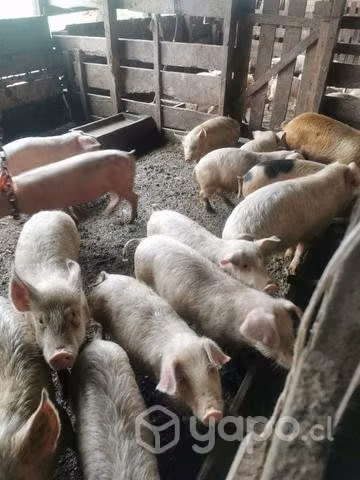 chanchos