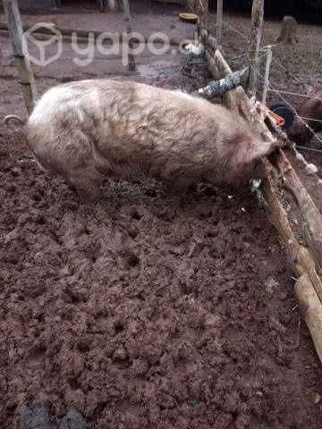 Cerdo reproductor