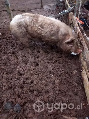Cerdo reproductor - Imagen 3
