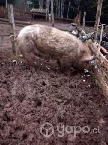 Cerdo reproductor - Imagen 4