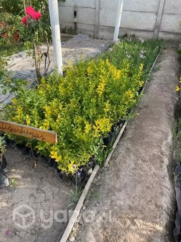 Ligustrinas