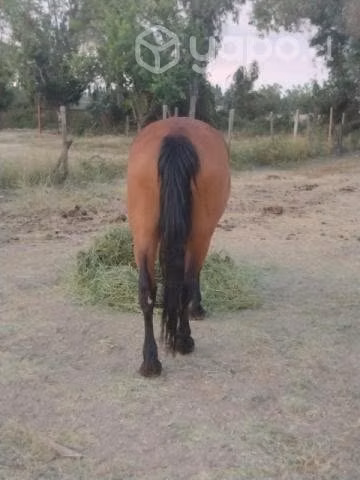 Yegua Mansa 6-7 Años