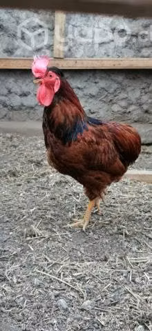 Gallito Collonco Cafe