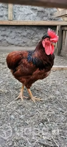 Gallito Collonco Cafe