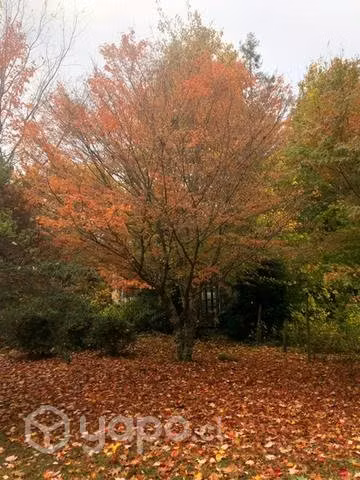 Acer rubras arboles