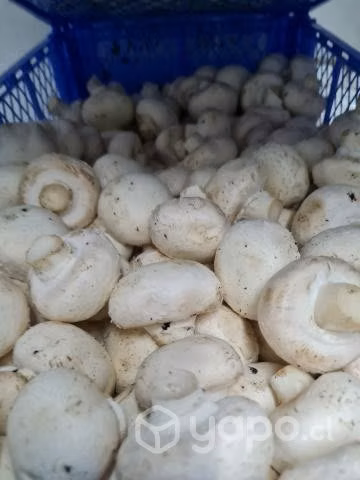 champiñones