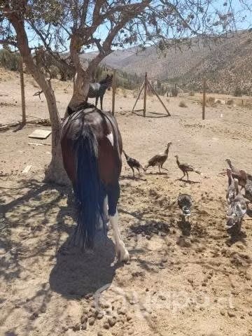 Pavos
