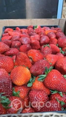 Frutillas