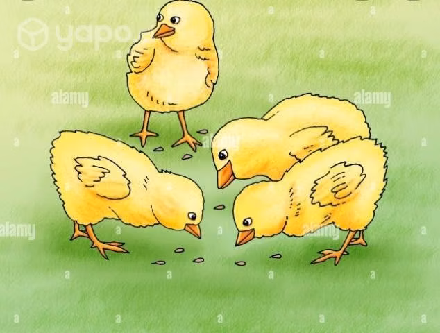 Pollos para criar