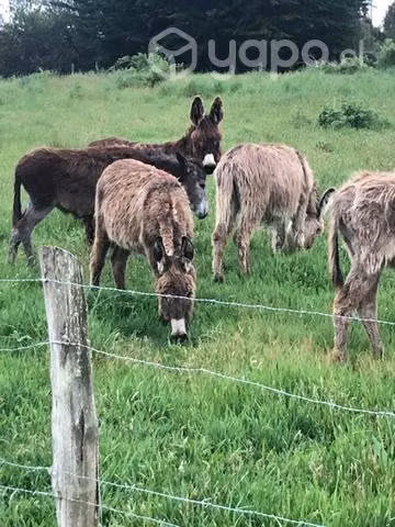 Burros para parcela - Imagen 3