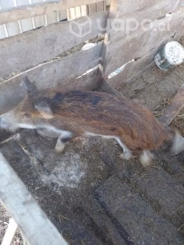 Chancho mescla jabalí - Imagen 2