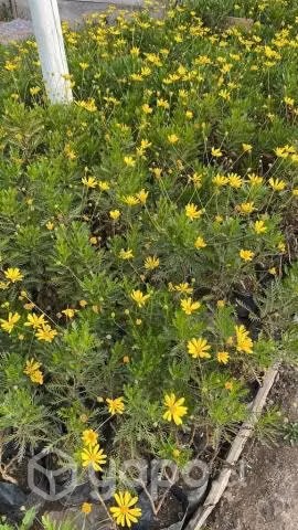 Paquerette